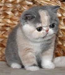 Ma state licensed, usda licensed, tica and fca registered. Exotic Shorthair Kittens If I Owned This Cat I Would Never Be Able To Stop Laughing When I Look At Him I Mean Come On That Face Is Hil Gatitos Pinte