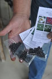 Dig in circles around the plant, going deeper and deeper until you can gently lift the root ball out of the ground. Gardening Take Care When Transplanting Peonies For Spring Bloom The Spokesman Review