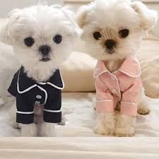 Pin By Disa Helje On Maltese Cute Dog Clothes Cute Baby Animals Cute Dogs