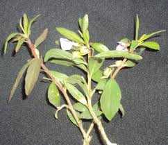 Image result for Afrohybanthus enneaspermus