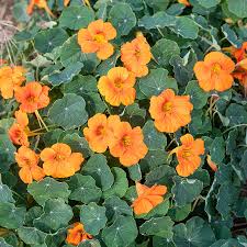 Image result for Nasturtium