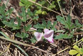Image result for Dicerocaryum senecioides