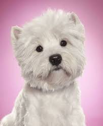 Sweet Pups The Noble West Highland Terrier Aka Cesar Dog Westies Cute Dogs Beautiful Dogs
