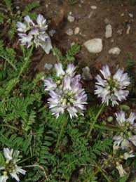 Image result for Humularia bequaertii