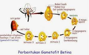 Jelaskan siklus hidup tumbuhan berbiji terbuka. Tumbuhan Berbiji Tertutup Contoh Ciri Dan Klasifikasi