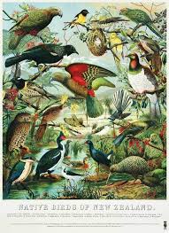 Giveaway Native Birds Of New Zealand Poster New Zealand Art Bird Poster Art
