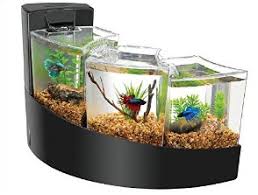 Aquarium unik dari pipa pvc part 4/unique aquarium from pvc pipe. Ikan Laga Betta Fish Tanks Bentuk Akuarium Ikan Cupang Indah Cantik Unik Didunia