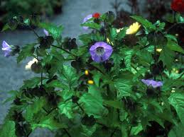 Image result for Nicandra physalodes