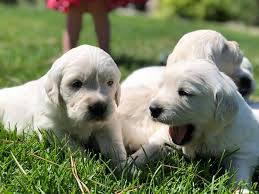 Shadymist sugar and spice (sugar). Sweet Cream Goldens Home Facebook