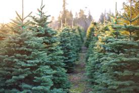 Check spelling or type a new query. Live Christmas Tree Selection Buying Planting Care This Old House