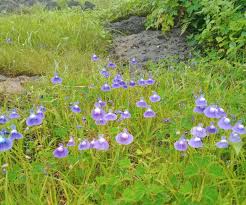 Image result for Lentibulariaceae