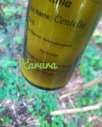 Image result for Strombosia scheffleri