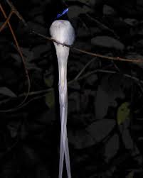 Black Bird With White Tail Philippines Amazing Long Tailed Bird In Mulu National Park Borneo Beautiful Bird Mulu Safari Adventure Wildlife Uncletans Adventure Tours Adventure National Parks
