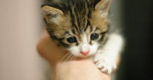 Check spelling or type a new query. Wait For A Kitten To Die In A Closed Box To Learn About Air Suggests A