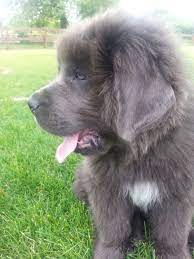 Gray Newfoundland Puppy He S 10 Weeks Old Newfoundland Newfoundland Puppies Newfoundland Dog Puppy Newfoundland Dog