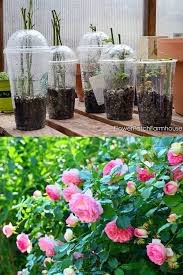Flower gardens are a wonderful way to create a beautiful focal point in your yard and can make your home feel more welcoming overall. Grow Roses From Cuttings 2 Best Ways To Propagate A Piece Of Rainbow