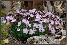 Mein Kleines Alpinum Ein Steingarten Am Niederrhein Dianthus Lumnitzeri Nelke Hohe Tatra Steingarten Garten Steine