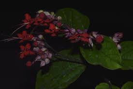 Image result for Clerodendrum poggei