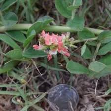 Image result for Indigofera ingrata