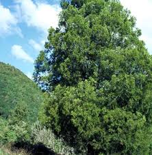 Image result for Phyllocladus trichomanoides