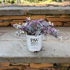 Image result for Tradescantia