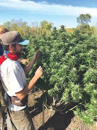 They breed three to four times each year. A Precautionarily Principled Tale From The Wild West Of Cbd Hemp Maine Organic Farmers And Gardeners