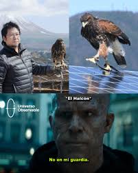 En Japón, usan halcones entrenados para proteger parques solares. Los  cuervos lanzan piedras sobre los paneles y causan daños, pero un solo  halcón haciendo hasta 60 vuelos diarios puede mantener a raya