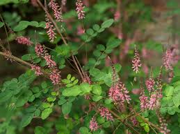 Image result for Indigofera hedyantha