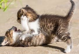 Start date nov 15, 2002. Why Do Kittens Play A Lot Kittiebrats