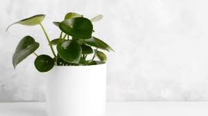 By margaret tuttle mcgrath, department of plant pathology, long island horticultural research and extension center, cornell. Peperomia Polybotrya Care Made Simple Plantophiles