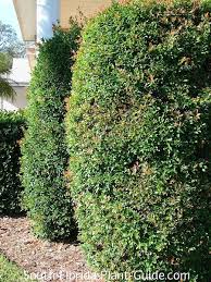 Image result for Eugenia malangensis