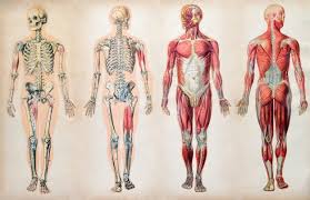 The female muscular system anatomical chart. Anatomy Images Free Vectors Stock Photos Psd