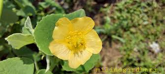 Image result for Abutilon englerianum