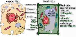 Maybe you would like to learn more about one of these? Animal And Plant Cells Diagram Quizlet