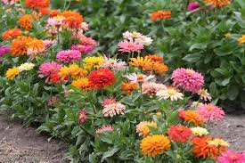 Find out when each perennial blooms so that you can select. How To Start A Cutting Garden