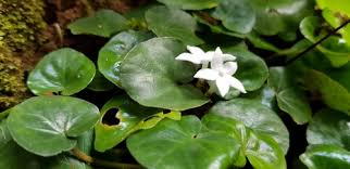 Image result for Geophila repens