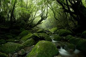 Picture Of Moss Covered Rocks In The Woods National Geographic Travel Travel Photographer Travel Fun