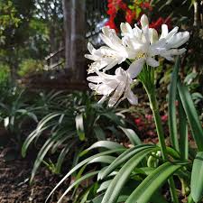 Image result for Agapanthus codii