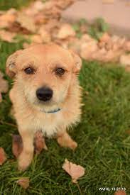 Adopt Oso On