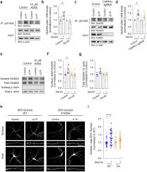 Nmda receptors can act as. Regulation Of Nmda Receptor Trafficking And Gating By Activity Dependent Camkiia Phosphorylation Of The Glun2a Subunit Biorxiv