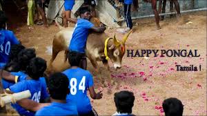jallikattu wallpapers bullfighting 608462 hd wallpaper backgrounds download itl cat