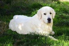 We did not find results for: 38 English Golden Retrievers Ideas In 2021 English Golden Retrievers Golden Retriever Retriever