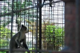 Image result for monkey caged