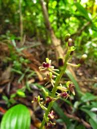 Image result for Liparis nervosa