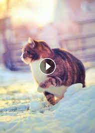 Videos Top 6 Signs That Show Your Cat Is Happy Click To See More Kitten Videos Cat Scute Petlovely Happy Cat Cats And Kittens Kittens