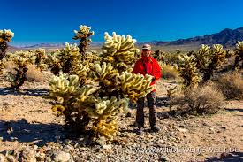 There are many spectacular species of cholla cacti. Jumping Chollas Kuschelige Kakteen Cylindropuntia California Www Wilde Weite Welt De