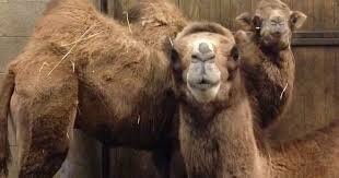 It is also one of a few free admission zoos in the united states. Meet Chicago Zoo S Newest Resident Alexander Camelton