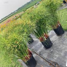 Image result for Cyperus ruwenzoriensis