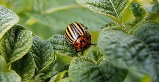 Organic gardening requires an understanding of entomology and insect life cycles, notes jack gurley, of calvert's gift farm in maryland. How To Keep Bugs From Eating Plants Sow Small Garden