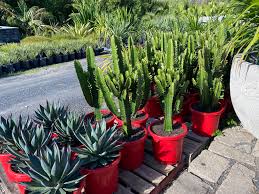 The sale of opals is very much a marketing exercise. Euphorbia Cowboy Cactus Or Candle Cactus Bamboo South Coast